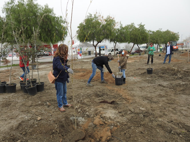 Reforestación en Armilla (AYTO. ARMILLA)