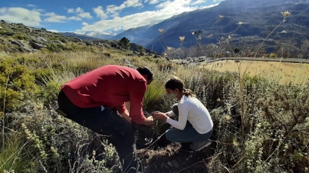 Imagen de la plantación de árboles (AYTO. GUEJAR SIERRA)