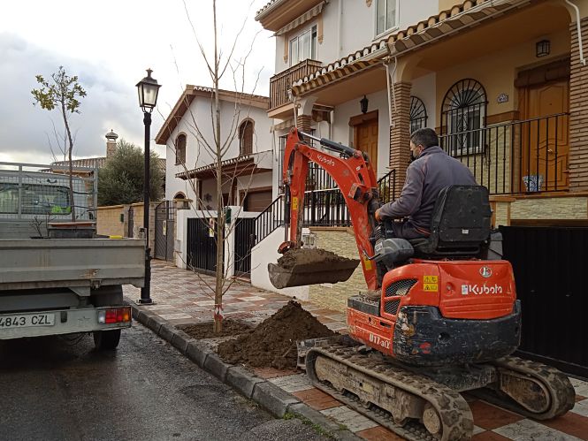 Operarios del Ayuntamiento de Cúllar Vega durante la plantación de árboles (AYTO. CÚLLAR VEGA)