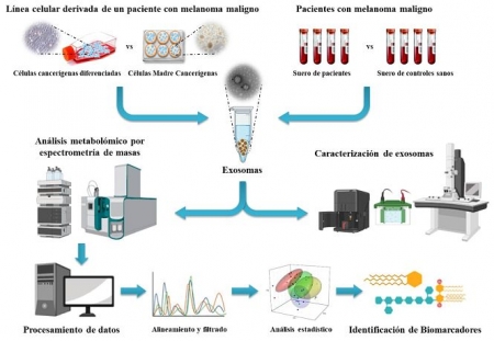 Esquema gráfico de la investigación llevada a cabo para estudiar el perfil metabolómico de exosomas aislados de CMCs y sangre de pacientes con melanoma maligno (UGR)