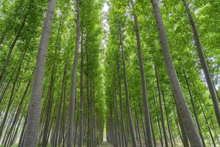 Zona verde Granada (UGR)