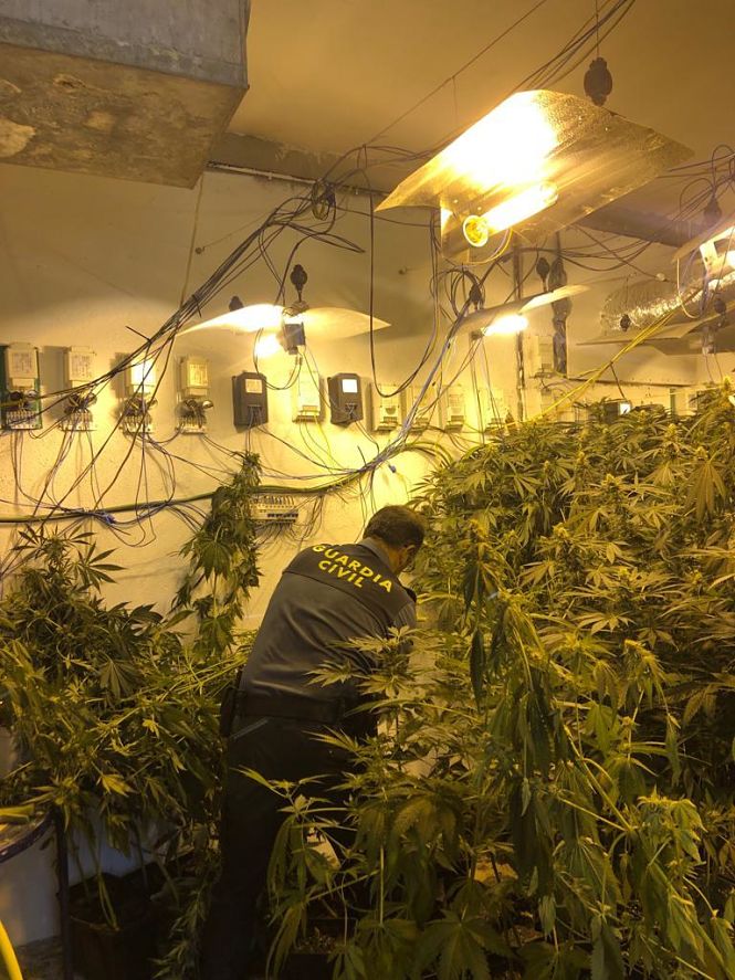 Un agente de la Guardia Civil en una de las plantaciones (GUARDIA CIVIL)