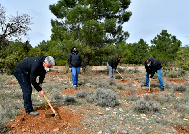 Imagen de la plantación en la Sierra de Santaolalla (JUNTA) 