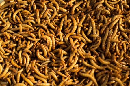 insecto Tenebrio molitor (popularmente conocido como `gusano de la harina`), empleados en este estudio (UGR)