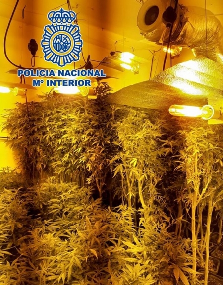 Plantación de marihuana en la zona norte (POLICÍA NACIONAL)