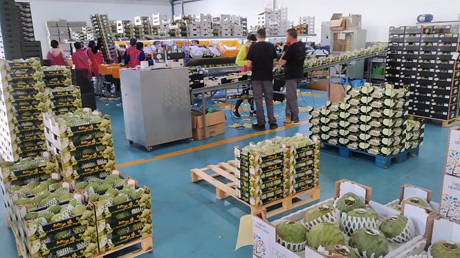 Almacenes afrontan la cosecha de primavera de la chirimoya (AYUNTAMIENTO ALMUÑECAR) 