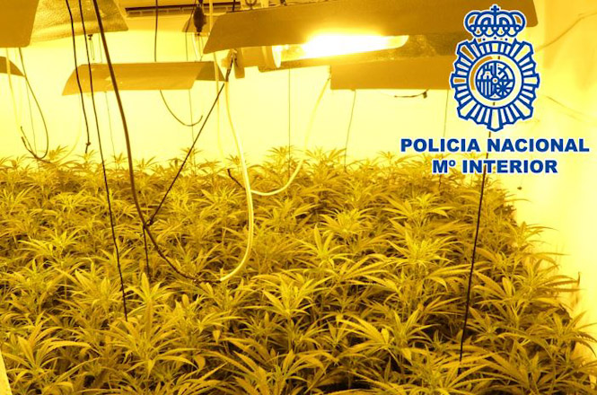 Plantación de marihuana incautada (POLICÍA NACIONAL)