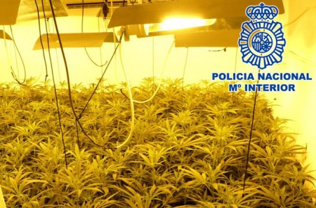 Plantación de marihuana incautada (POLICÍA NACIONAL)