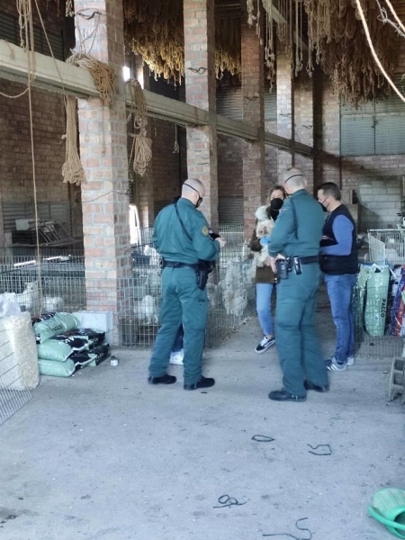Operación para desarticular un criadero ilegal de perros (AYUNTAMIENTO) Operación para desarticular un criadero ilegal de perros (AYUNTAMIENTO)