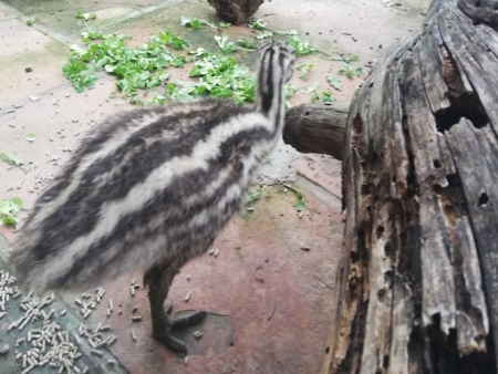 Imagen de uno de los Emus d l parque`Loro Sexi (AYTO. ALMUÑÉCAR) Imagen de uno de los Emus d l parque`Loro Sexi (AYTO. ALMUÑÉCAR)