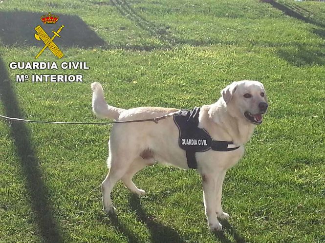 Imagen de recurso de un perro de la Guardia Civil (UGR)