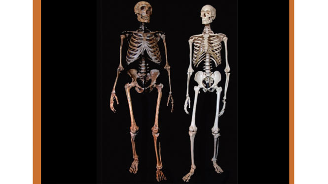 Comparativa entre Homo Sapiens y Homo Neanderthalensis (UGR)