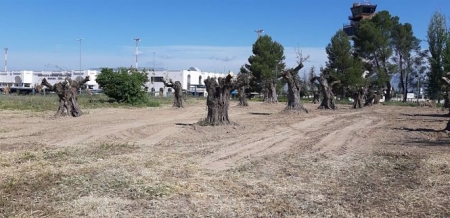 El aeropuerto de Granada acoge la replantación de 20 ejemplares de olivo (AENA) 