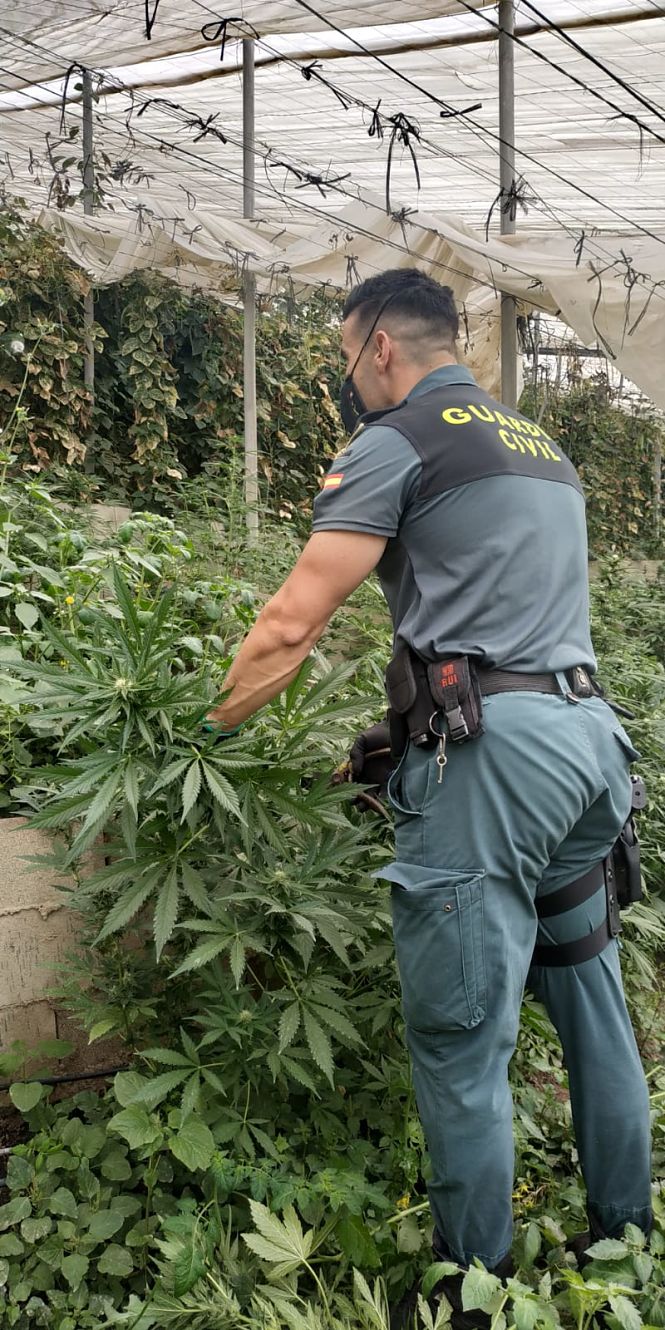 Imagen de una de las plantaciones (GUARDIA CIVIL)