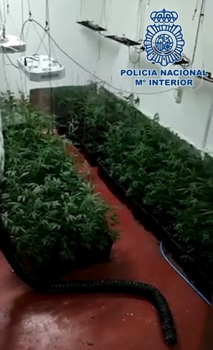 Plantación en una de las habitaciones (POLICIA ANCIONAL)