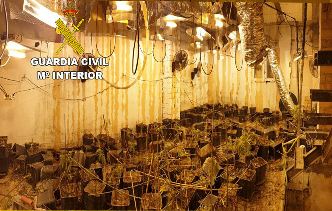 Plantación descubierta en Maracena (GUARDIA CIVIL) 