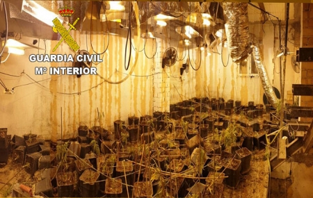 Plantación descubierta en Maracena (GUARDIA CIVIL) Plantación descubierta en Maracena (GUARDIA CIVIL)