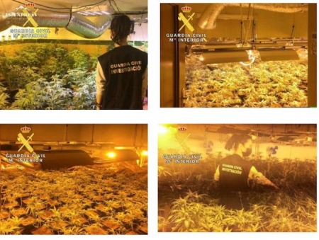 Imagen de las plantaciones Intervenidas (GUARDIA CIVIL)