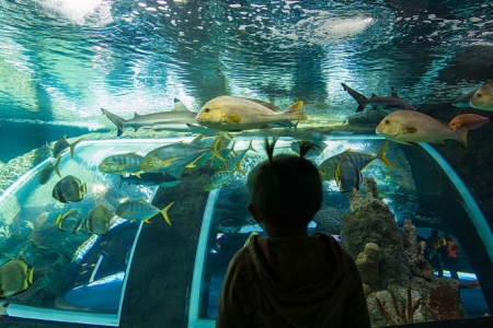 Imagen del Biodomo (PARQUE DE LAS CIENCIAS)