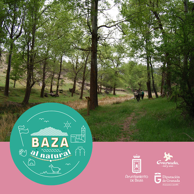 Álamos centenarios de Baza (AYTO. BAZA)