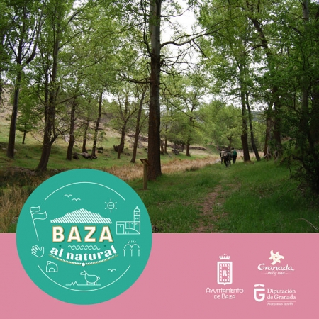 Álamos centenarios de Baza (AYTO. BAZA)