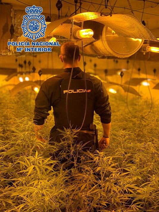 Imagen de una plantación de marihuana (POLICÍA NACIONAL /ARCHIVO) 