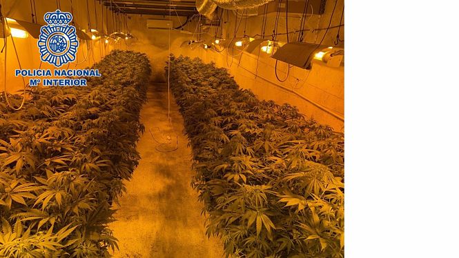 Plantaciones de marihuana desmanteladas por la Policía Nacional (POLICÍA NACIONAL) 