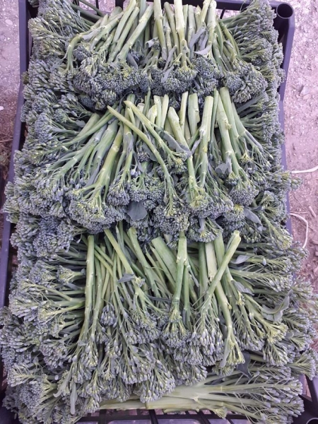 Cultivo de bimi en Vegas del Genil, el único de la provincia de Granada (AYTO. VEGAS DEL GENIL)