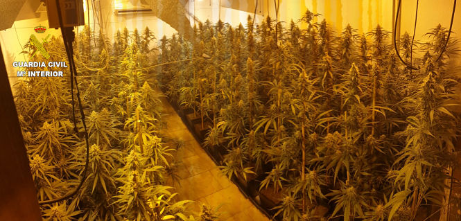 Imagen de la plantación de marihuana (GUARDIA CIVIL)