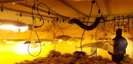 Imagen de una de las plantaciones (AYTO. HUÉTOR VEGA) 