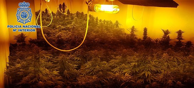 Una de las plantaciones desmanteladas (POLICIA NACIONAL)