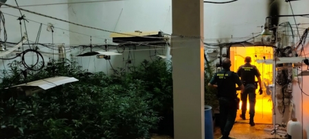 Imagen de la plantación de marihuana (GUARDIA CIVIL) Imagen de la plantación de marihuana (GUARDIA CIVIL)