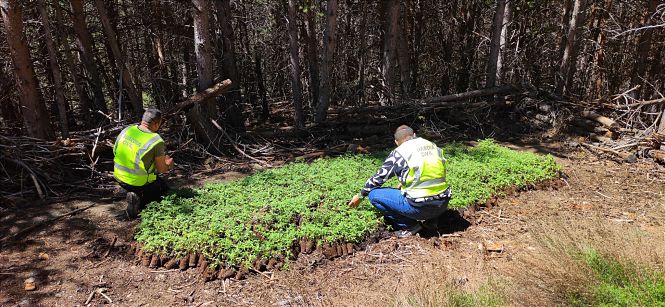 Agentes de la Guardia Civil con las plantas incautadas (GUARDIA CIVIL)