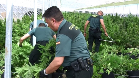 Imagen de la plantación incautada (GUARDIA CIVIL)