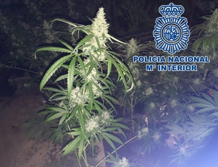 Cannabis sátiva (POLICÍA) 