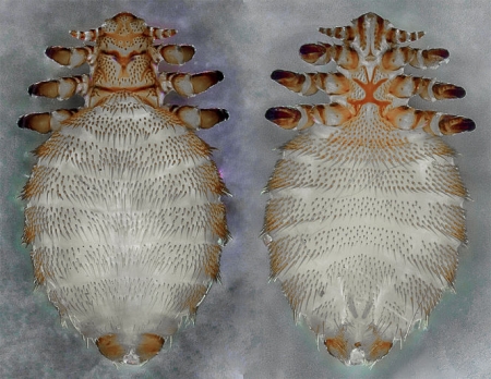 Piojos Echinophthirius horridus (TOMMi NYMAN) 