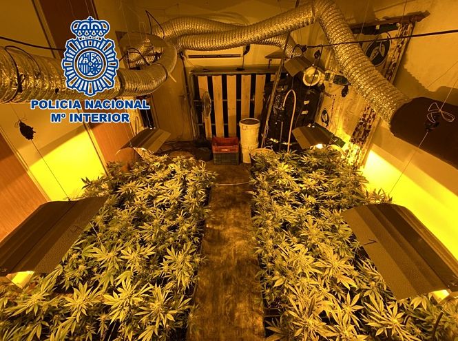 Imagen de la plantación de marihuana(POLICIA NACIONAL)