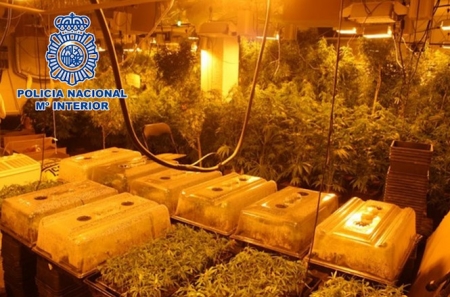 Imagen de la plantación desmantelada (POLICÍA NACIONAL) Imagen de la plantación desmantelada (POLICÍA NACIONAL)