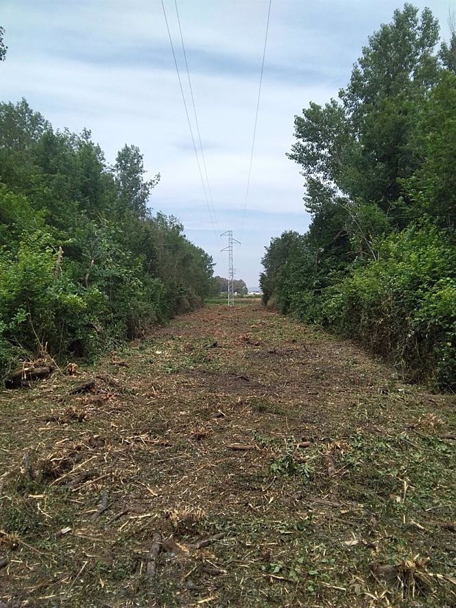 Endesa mejora el entorno de las líneas de distribución eléctrica en Granada (ENDESA) 