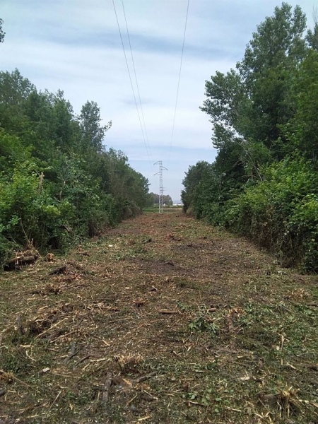 Endesa mejora el entorno de las líneas de distribución eléctrica en Granada (ENDESA) 