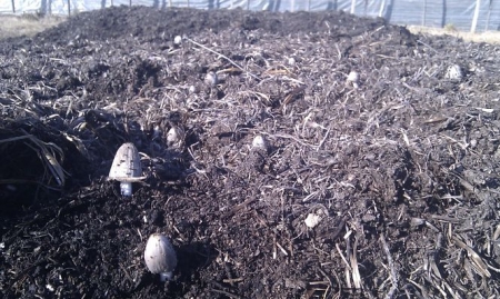 Las bacterias presentes en el alperujo degradan la materia orgánica y la transforman a lo largo de las tres fases del compostaje en un producto que sirve como abono o para mejorar las cualidades del suelo (UGR)