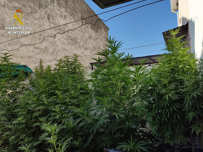 Imagen de las plantas incautadas (GUARDIA CIVIL) 