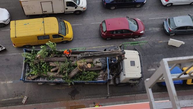 Árbol talado en el entorno de Arabial (UNIDAS PODEMOS) 