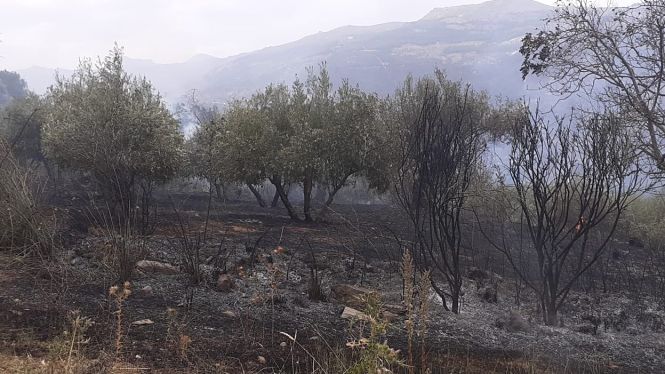 Lugar donde se ha producido el incendio (INFOCA) 