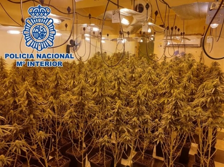 Una de las plantaciones incautadas (POLICÍA NACIONAL) 