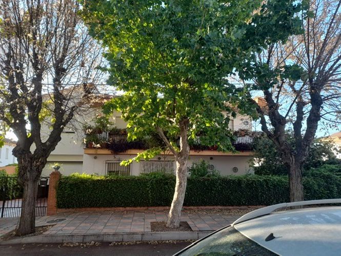 Olmo en la Avenida Genital (ECOLOGISTAS EN ACCIÓN) 