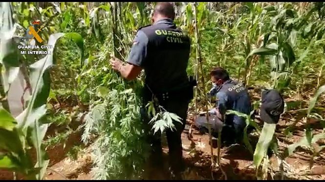 Agentes de la Guardia Civil en la plantación (GUARDIA CIVIL) 