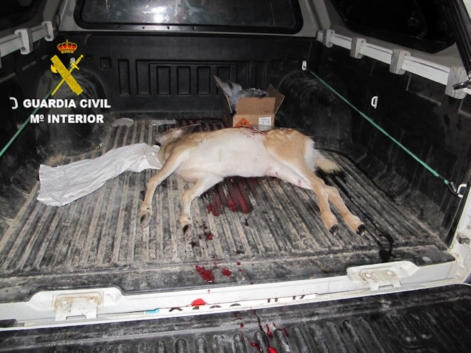 Imagen de la cría de gamo (GUARDIA CIVIL) 