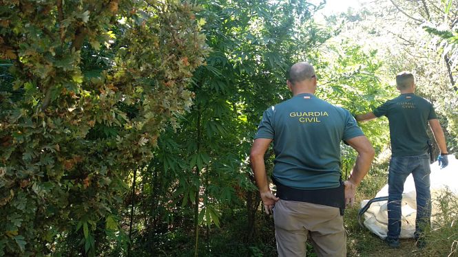 Agentes de la Guardia Civil en una de las plantaciones (GUARDIA CIVIL) 