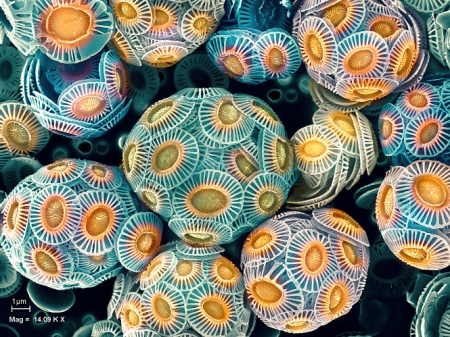 miliania huxleyi coccospheres, la fotografía microscópica premiada (UGR)